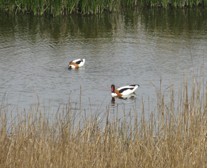 Shelduck