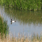 Scaup