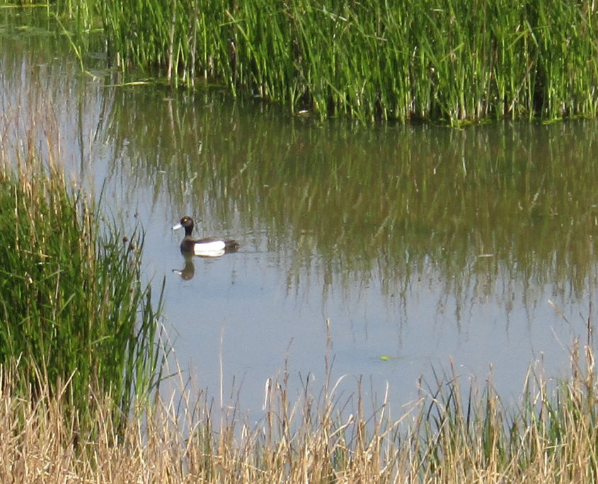 Scaup