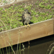 Sparrow hawk