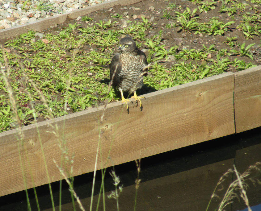 Sparrow hawk