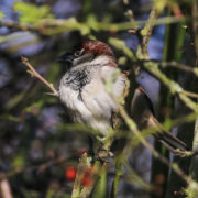 Tree sparrow