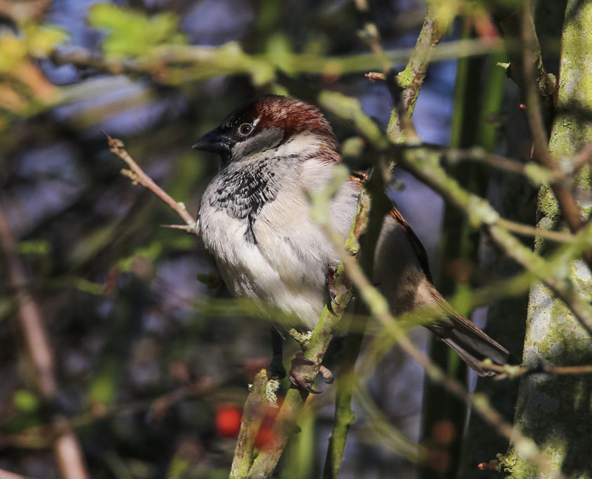 Tree sparrow