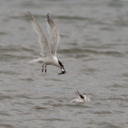 Sandwich terns feeding