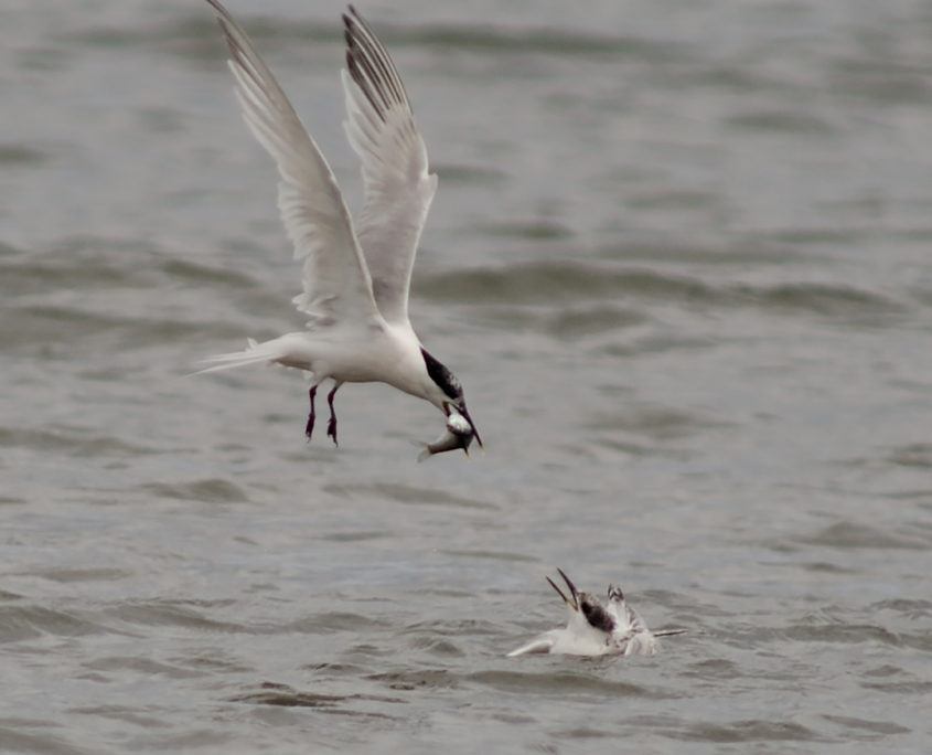 Sandwich terns feeding