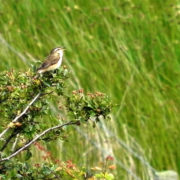 Sedge warbler