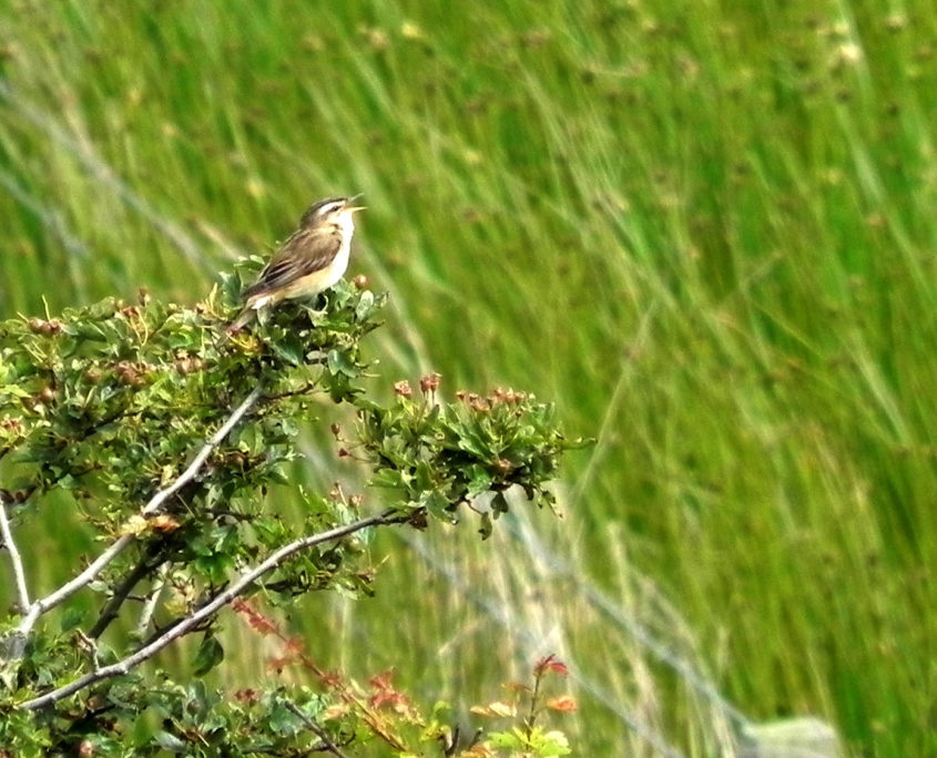 Sedge warbler