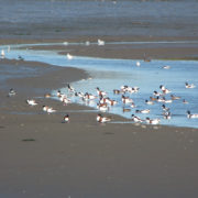 Shelduck