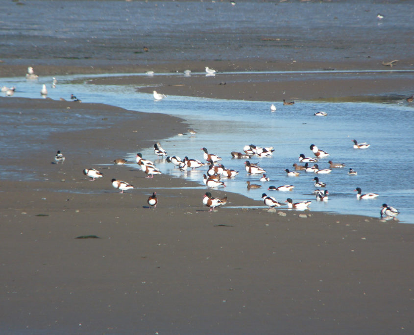 Shelduck