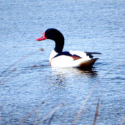 Shelduck