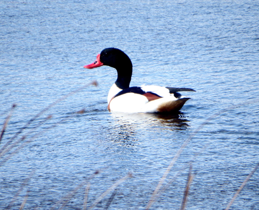 Shelduck