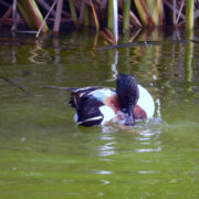 Shoveler