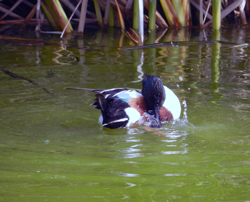 Shoveler