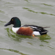 Shoveler