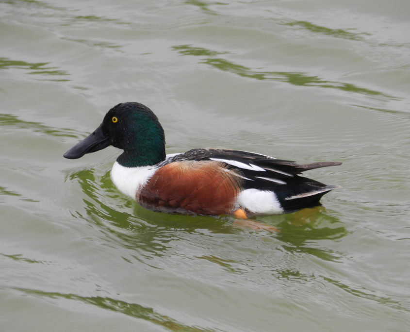 Shoveler