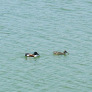 Shoveler pair