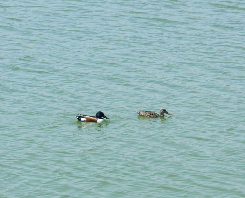 Shoveler pair