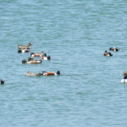 Shoveler group