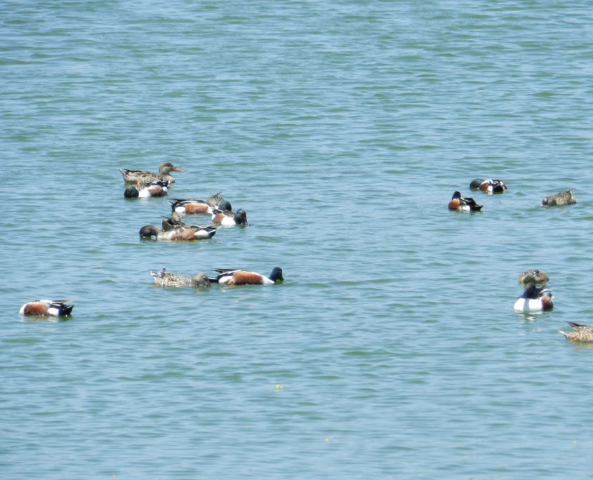 Shoveler group