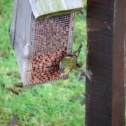 Siskin