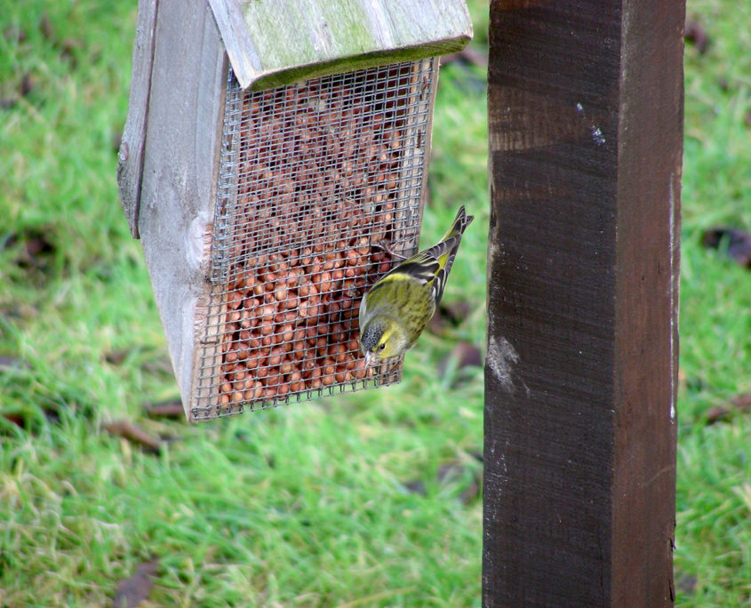 Siskin