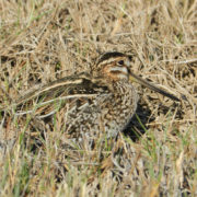 Snipe