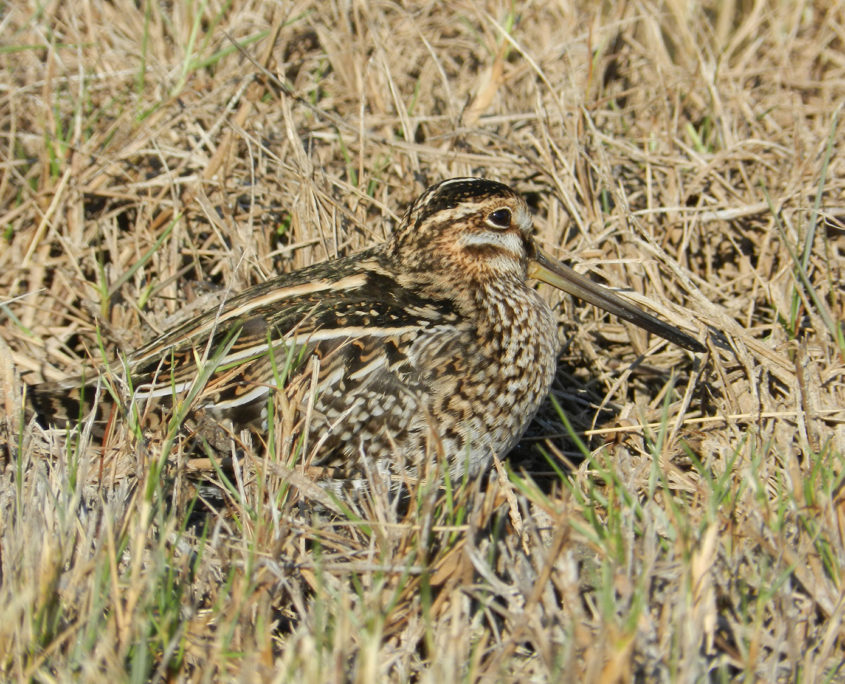 Snipe