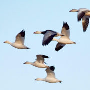 Snow geese in flight