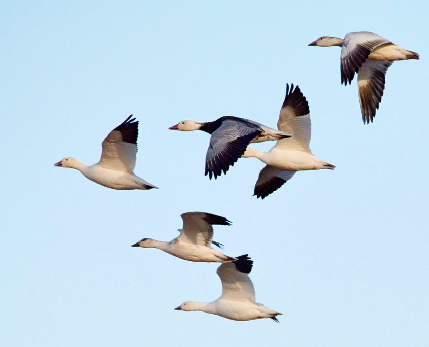 Snow geese in flight