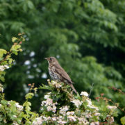 Song thrush