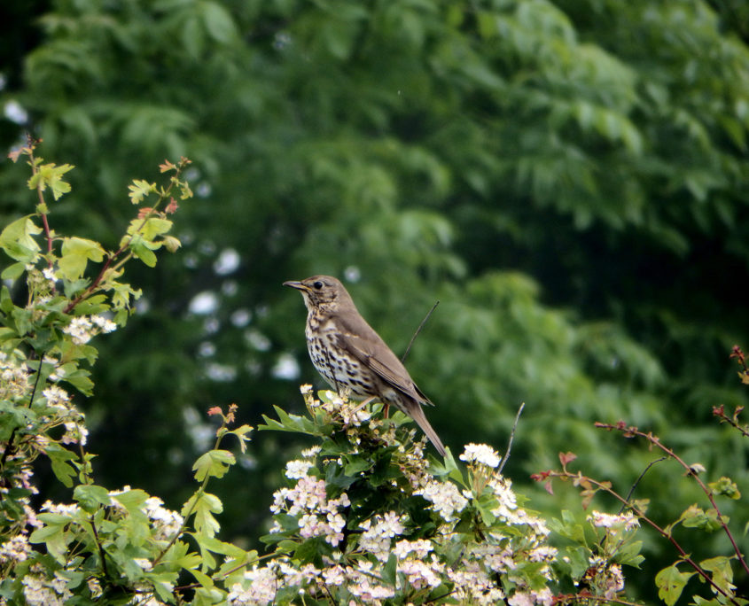 Song thrush