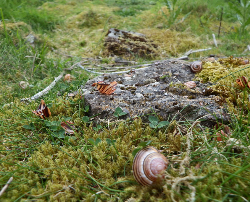 Song thrush anvil