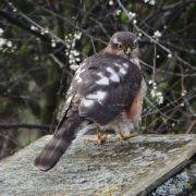 Sparrow hawk