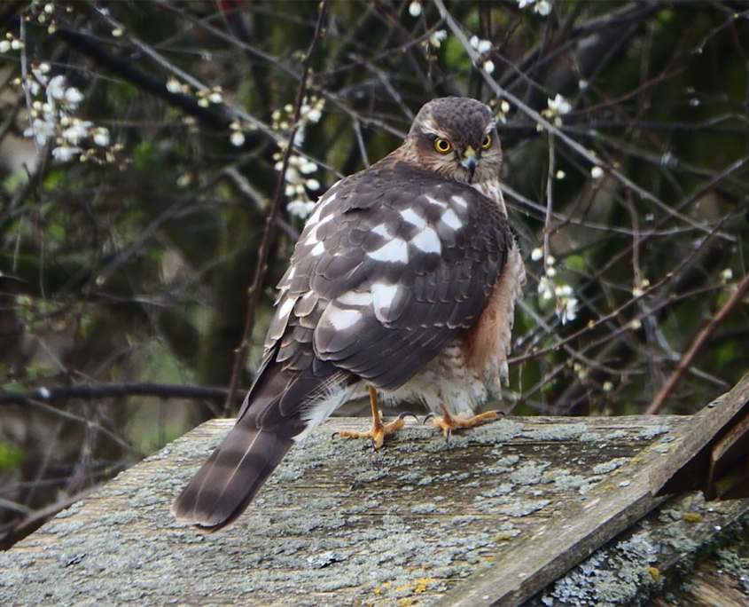 Sparrow hawk