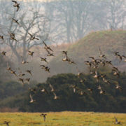 Teal in flight