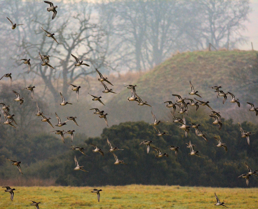 Teal in flight