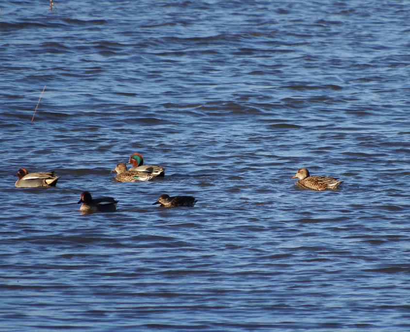 Teal group