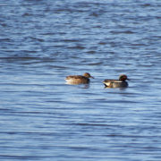 Teal pair