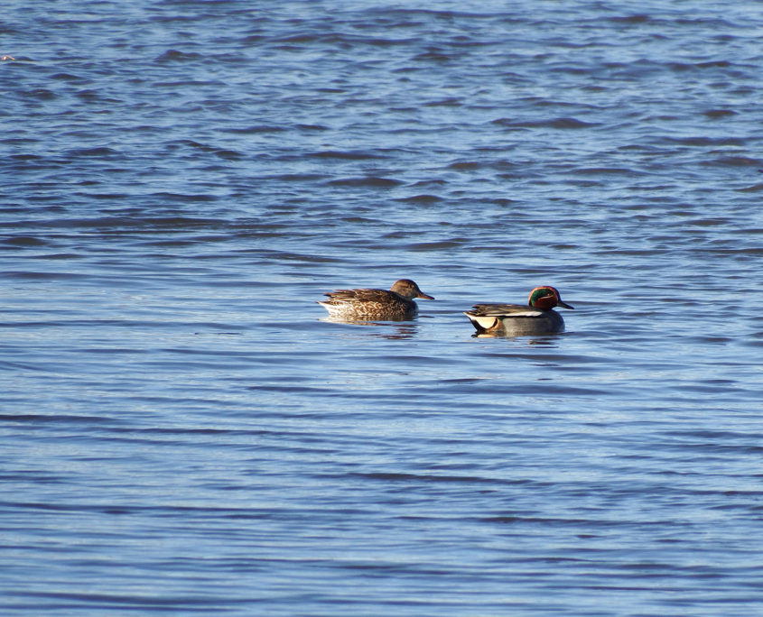 Teal pair