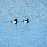 Tufted duck