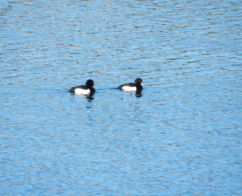 Tufted duck