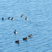 Tufted duck