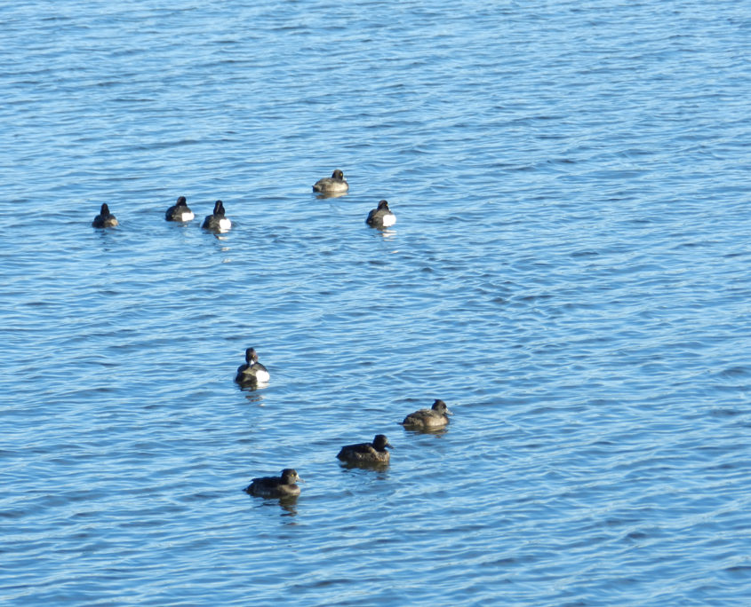 Tufted duck