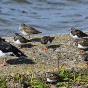 Turnstone group