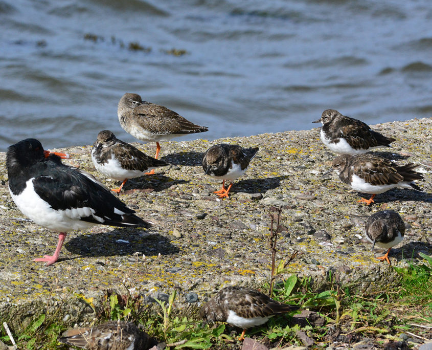 Turnstone group