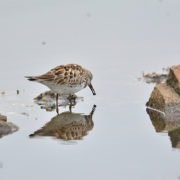 White-rumped sandpiper