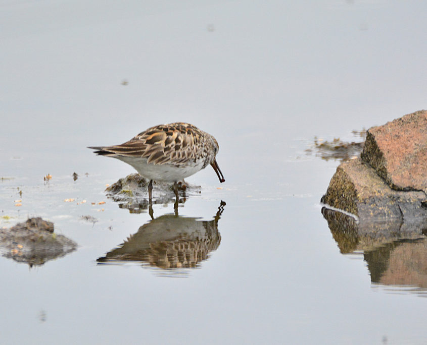 White-rumped sandpiper