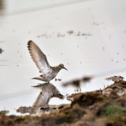 White-rumped sandpiper