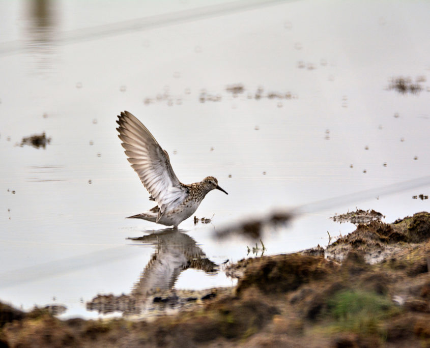 White-rumped sandpiper