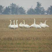 Whooper swans